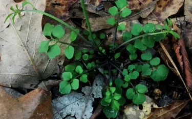 Hairy bittercress basal rosette