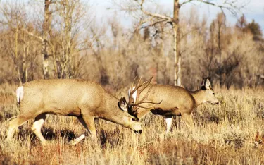 Buck and doe grazing