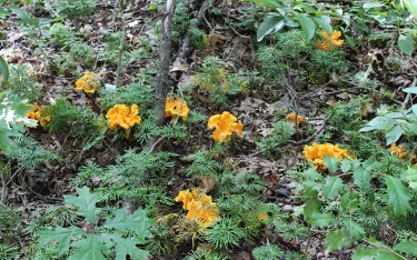 Chanterelle mushrooms growing with ground cedar