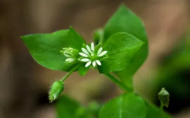 Chickweed flower