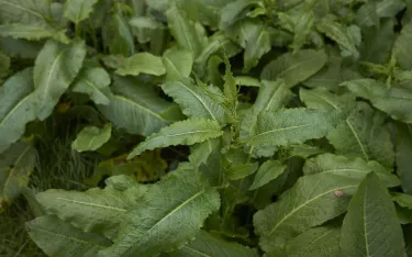 Curly dock (Rumex crispus) leaves