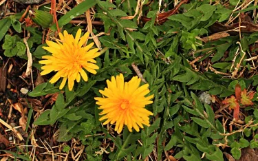 Common dandelion, Taraxacum officinale