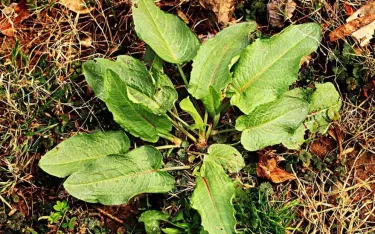 Curly Dock or Yellow Dock, Rumex crispus