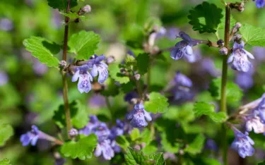 Ground ivy in bloom