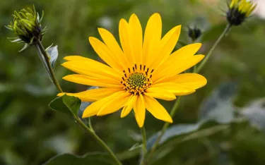 Jerusalem artichoke or sunchoke flower, Helianthus tuberosus