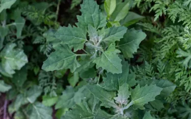 Lambsquarters