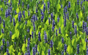 Pickerel Weed