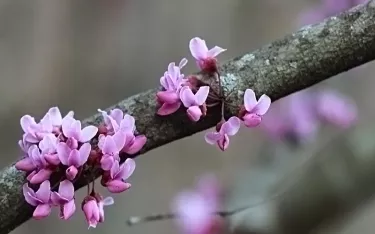 Redbud flowers