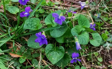Common blue violets