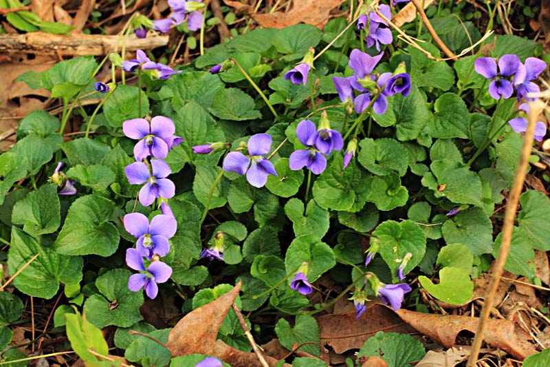 violettes communes