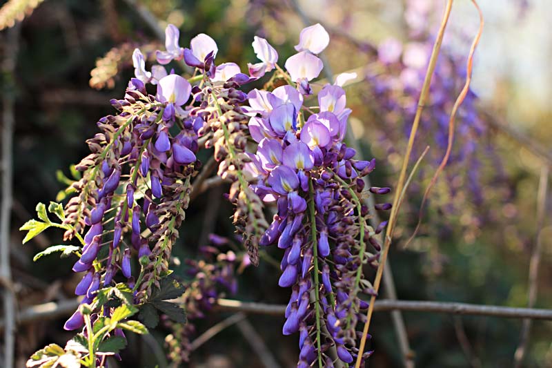 Wisteria